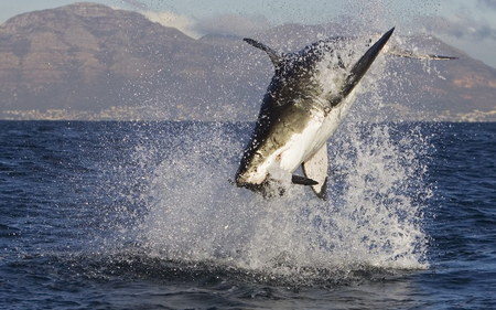 Shark - attack, shark, ocean, blue