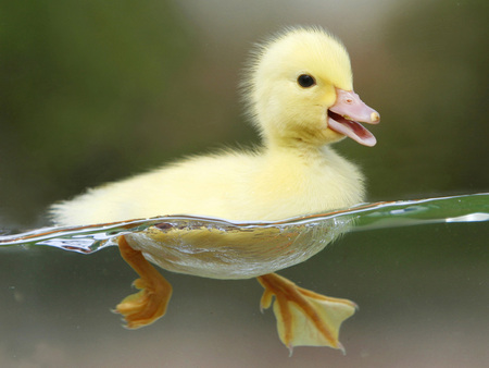 Little duck - animal, nature, water, duck