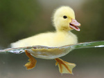 Little duck