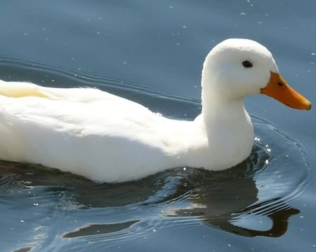 White duck - white, animal, water, duck