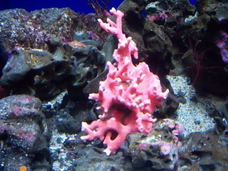 Coral - pink coral, coral, ocean, pink