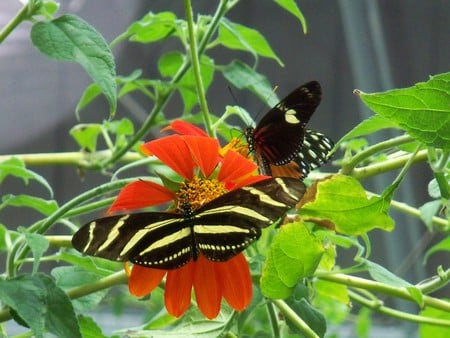 Butterflies - insects, bugs, butterflies, butterfly, insect, bug