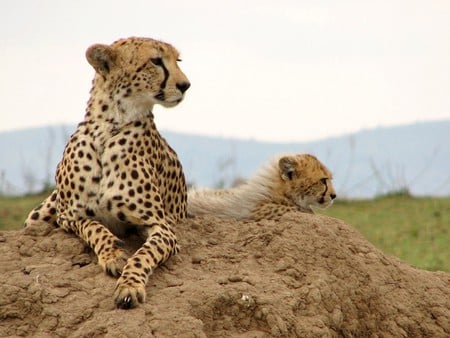 Friends for ever - wildlife, leopard, animal, cat, love, couple