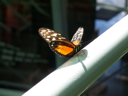 Butterfly - flying, insect, butterfly, bug