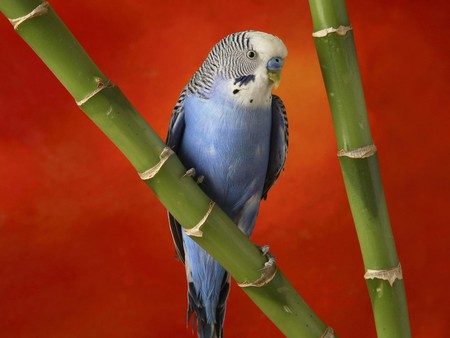 Blue little parrot - animal, bird, parrot, blue