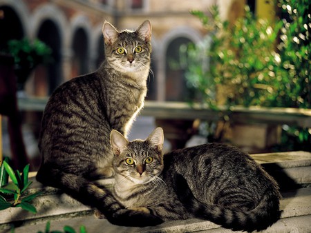 Majestic cats - animal, couple, cat, kitten