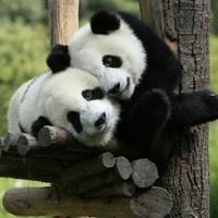 Sweet panda bears