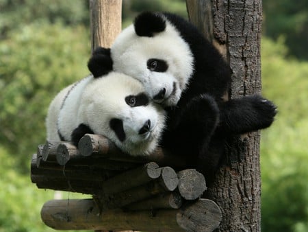 Sweet panda bears - bear, panda, couple, love, sweet