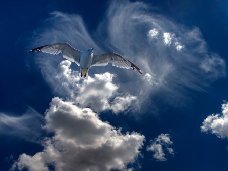 Freedom - cloud, sky, fly, bird, dove