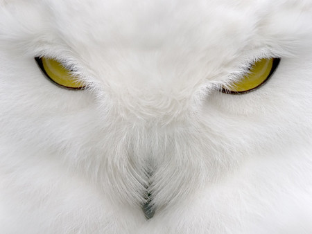 Birds_Eyes_of_the_Predator - white, predator, animals, aol, birds, eyes