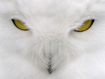 Birds_Eyes_of_the_Predator