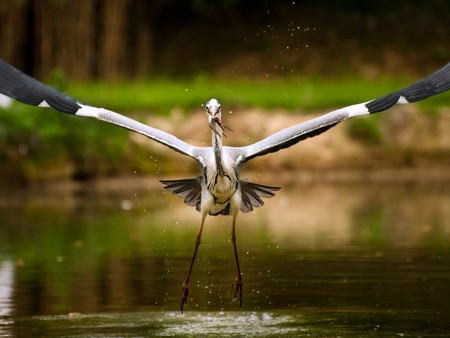 Stork_with_a_small_fish - lake, animals, water, fish, tree, birds, green, grass