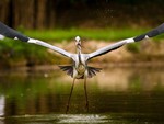 Stork_with_a_small_fish