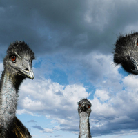 Birds_Ostrich