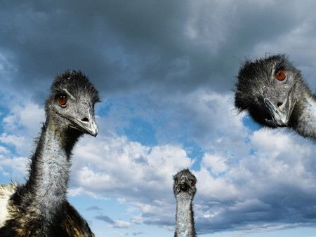 Birds_Ostrich - ostrich, birds, blue, eyes, sky, animals