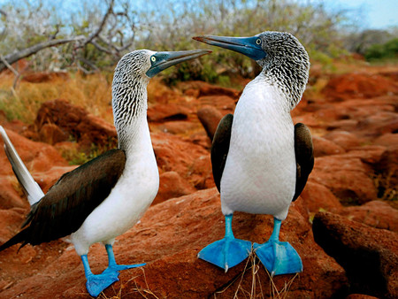 Birds_Birdies_with_dark_blue_paws - paws, sky, rock, animals, birds, blue, grass