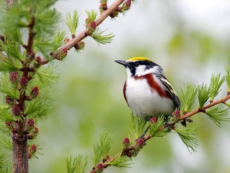 Birdie_with_a_yellow_cop - cop, sky, yellow, animals, green, tree, birds