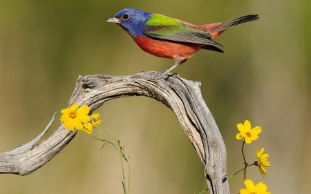 Making_colorful_oatmeal - animals, flowers, tree, nature, color, birds