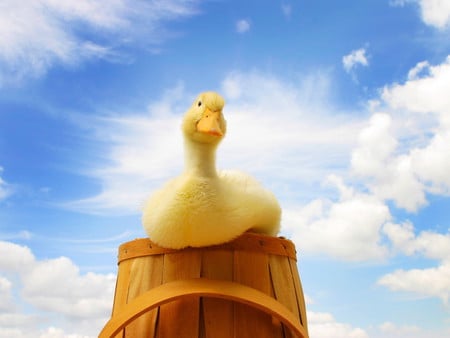 Birds_Duckling - white, sky, animals, duck, birds, blue