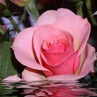 pink roses