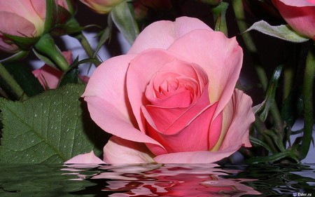 pink roses - flowers, beauty, nature, pink roses