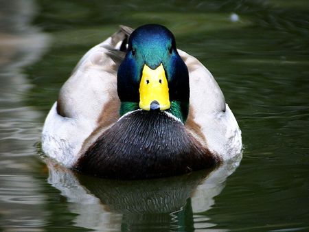 Duck on the lake - colorful, duck, lake, river