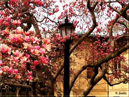 MAGNOLIAS - magnolia, nature, new york, tree