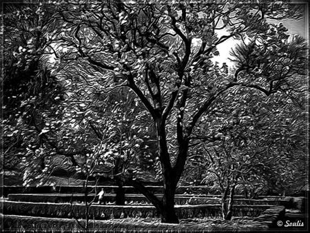 TREE - white, nature, city, tree, black