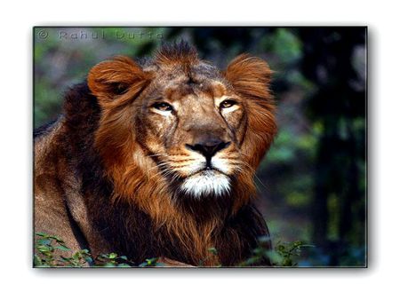 KING - animal, beauty, lion, wild