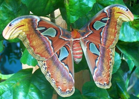 Big Moth - big, moth, cool, picture