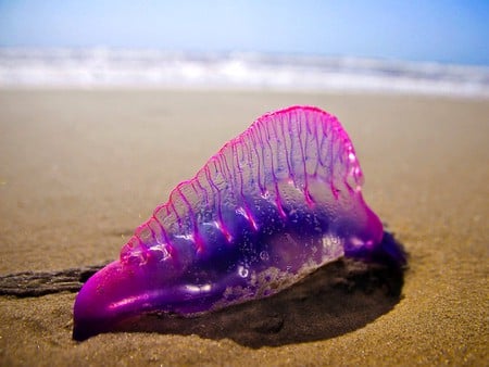 Jelly Fish - on beach, picture, fish, jelly