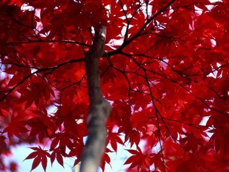 Autumn Red Leaves - autumn, trees, photography, nature, amazing, red, beautiful, leaves, tree