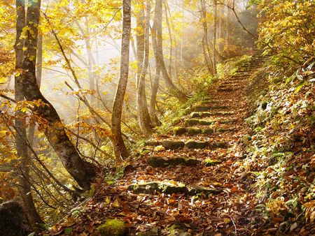 Autumn Path - autumn, trees, photography, park, path, forest, green, fog, leaves, tree