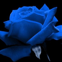 Blue Rose