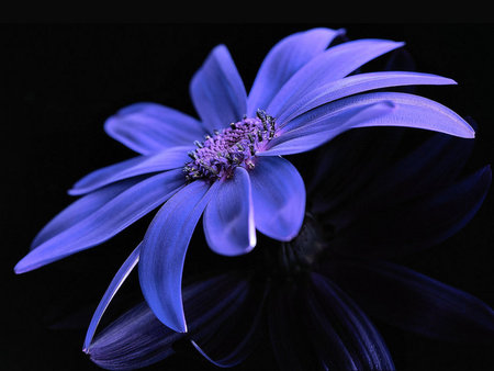 Blue Flower - sweet, blue, flower, delicate