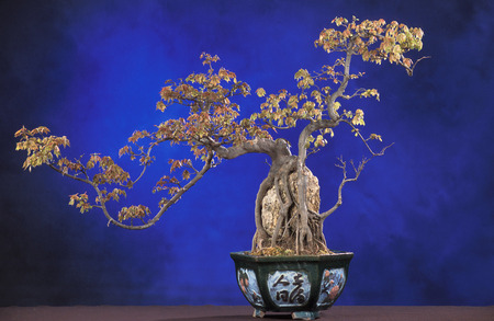 Bonsai - beauty, flower, bonsai, forest