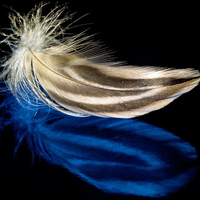 Blue Feather Gold