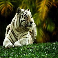 WHITE TIGER