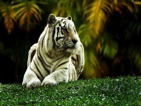 WHITE TIGER - white, nature, wild, animal, tiger