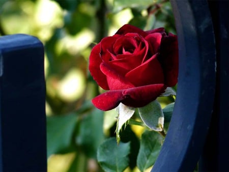 Red rose through a wrought iron gate - petal, gate, red, rose, flower