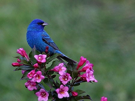 Pretty little blue - perched on flowers, pink flowers, bluebird, blue and black, grass