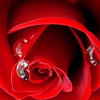 Tears of a rose