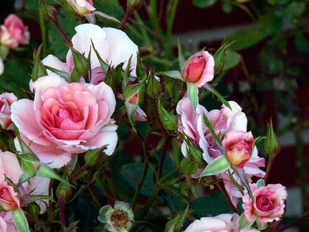 Pink roses - roses, pink, petals, blooms, rosebuds, garden