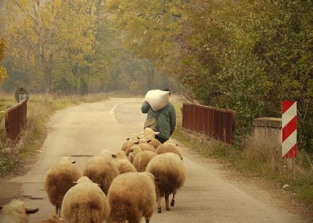 On the road - country, photo, sheeps, bridge, bulgaria