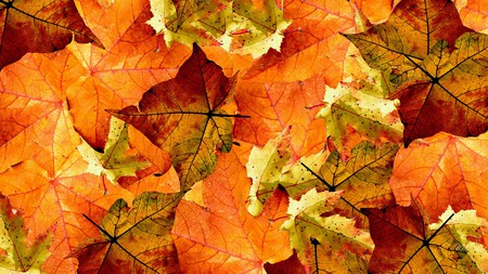 Autumns Fallen Leaves - season, autumn, trees, nature, bright, fall, oak, maple, orange, leaves, firefox persona