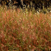 Grasses