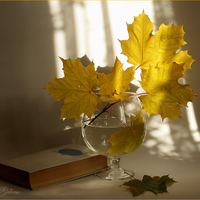 Autumn still life