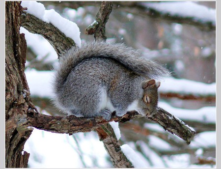 Sleeping Squirrel - picture, sleeping, cool, squirrel