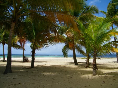 desirade - coconut, water, nature, blue, beaches, sand, tree, sky