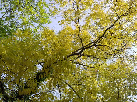 beauty-of-autumn - sky, beauty, forces, tree, nature, blue, autumn, green